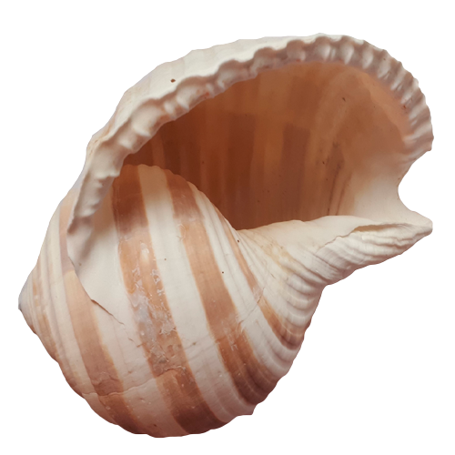 Раковина моллюска «Тонна»  
