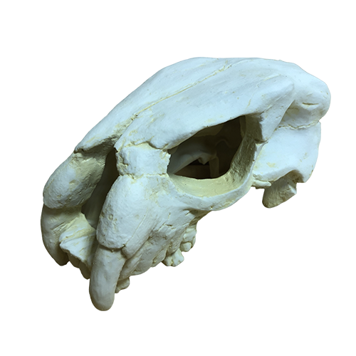 Реконструкция черепа доисторического животного Астрапотерия