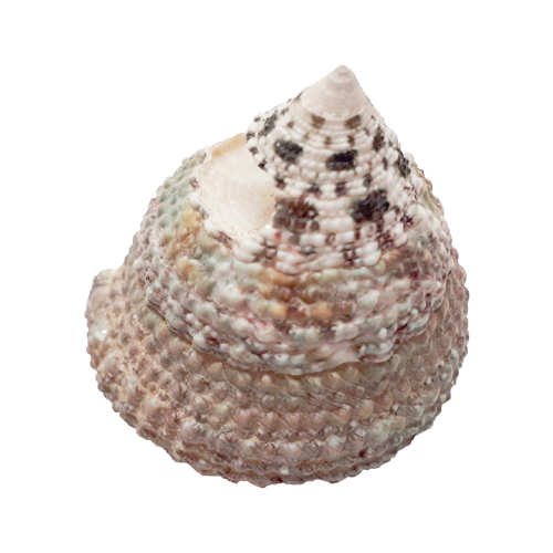 Раковина моллюска  «Моноплако-фора Трохус»