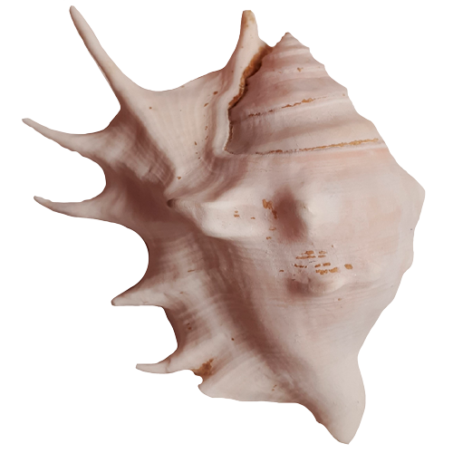 Раковина моллюска «Гигантский Лямбис»