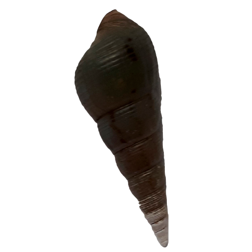 Раковина моллюска   «Биттиум сетчатый» 