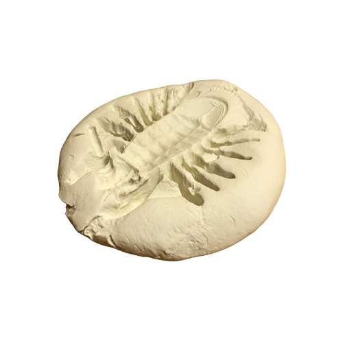 Отпечаток доисторического Изопода креветка