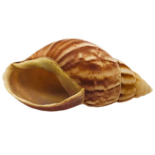 Раковина моллюска «Ахатина Иммакулята» 