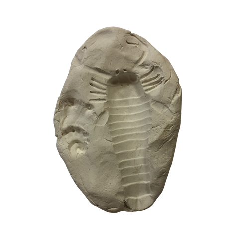 Отпечаток доисторического животного Ракоскорпиона