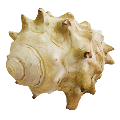 Раковина моллюска «Гигантский Стромбус»