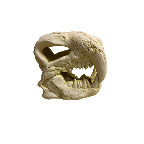 Слепок черепа Смилодона (тигра саблезубого)