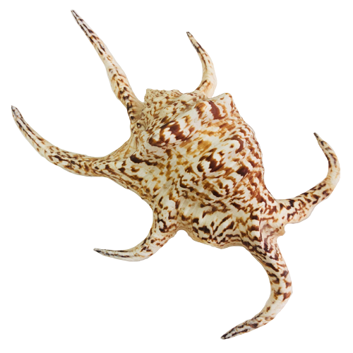 Раковина моллюска  «Лямбис Хирагра» 