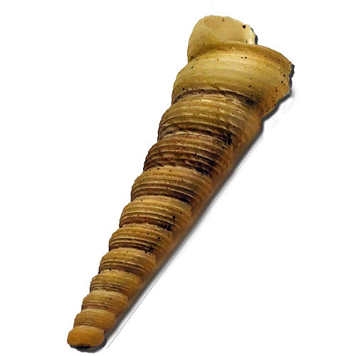 Раковина моллюска  «Брюхоноггая Туррителлида»