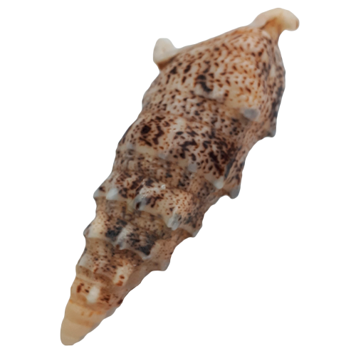 Раковина моллюска   «Церитиум «Псевдоверта-гус  алуко»