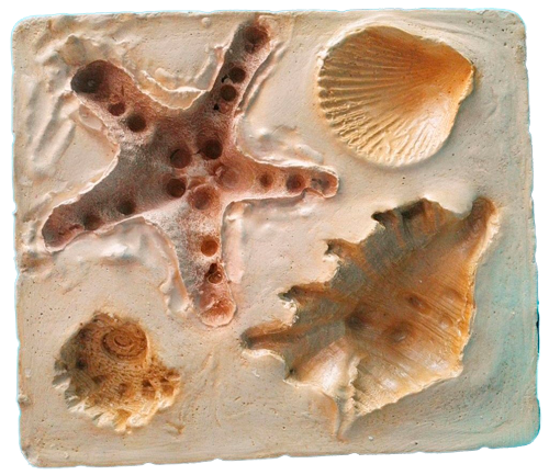 Макет оттиска окаменелостей моллюсков