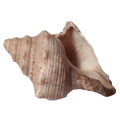 Раковина моллюска  «Плероплока Трапезиум»