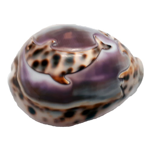 Раковина моллюска «Тигровая Ципрея»