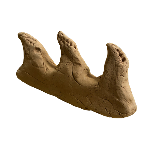 Модель зубов мозазавра