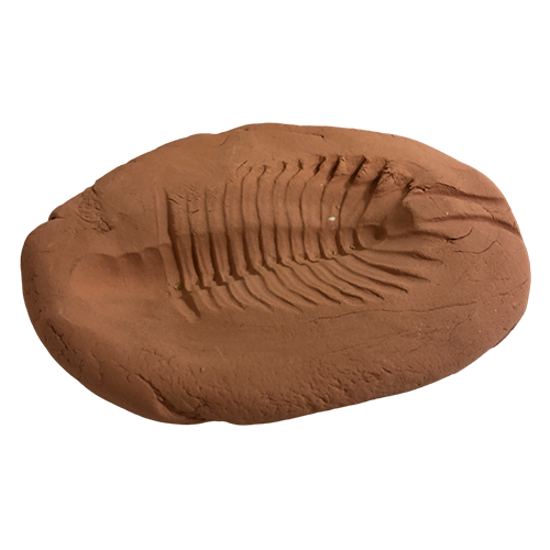 Отпечаток доисторического морского животного Трилобита
