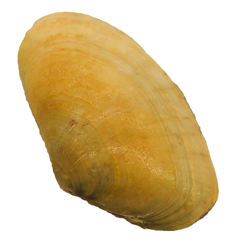 Раковина моллюска «Донакс -обрезанный»