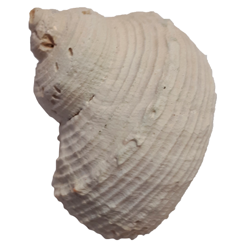 Раковина моллюска  «Турбо натуральная»