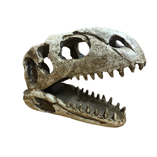 Реплика черепа Аллозавра