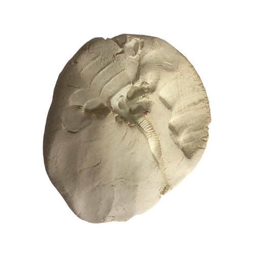 Отпечаток доисторического морского животного Опабиния